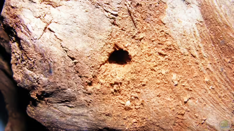 Eines der Löcher für die Aufnahme der Zweige von Falk (10)