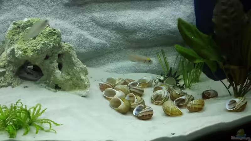 Eines der Männchen in seinem Revier von SoNiC (13)