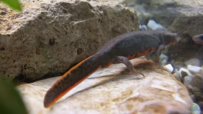 eines der Männchen von Nicky (10)