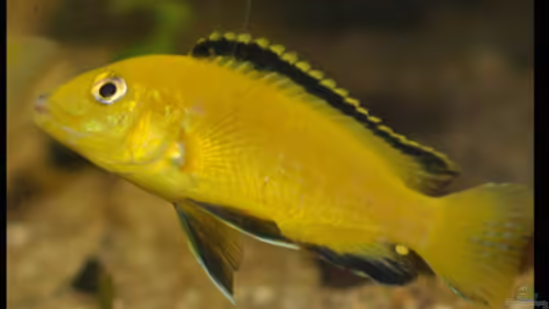 Eines der neuen weibchen von Cichlid Power (41)
