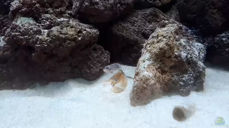 Eines der Weibchen. von NiRo (24)