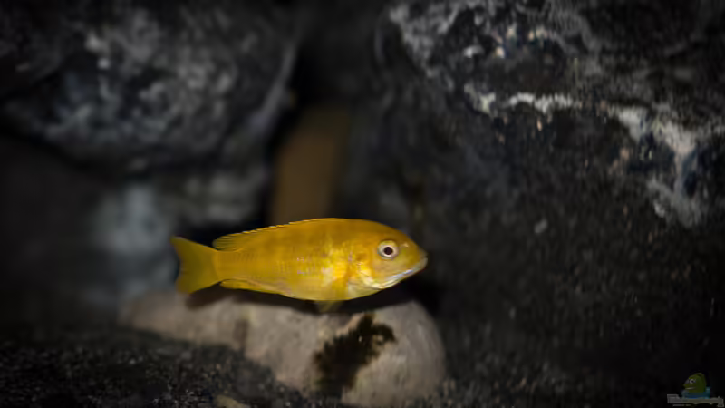 eines der Weibchen von pa.Trick (31)