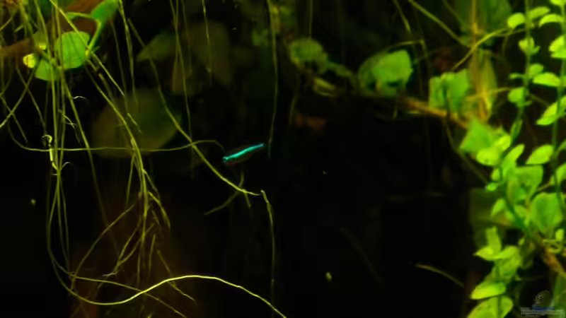 Eines der wenigen Bilder des Besatzes.Sie sind einfach nicht fotogen. von Cichlid Power (59)