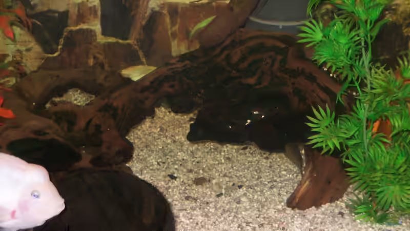 eines der Wurzellabyrinthe für die Schmerlen von fischmutti (8)