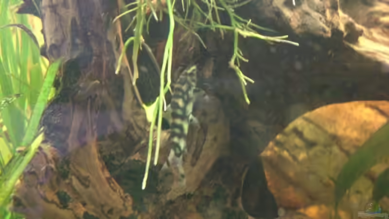 Eines der zwei Schmerlen von LockHeed (32)