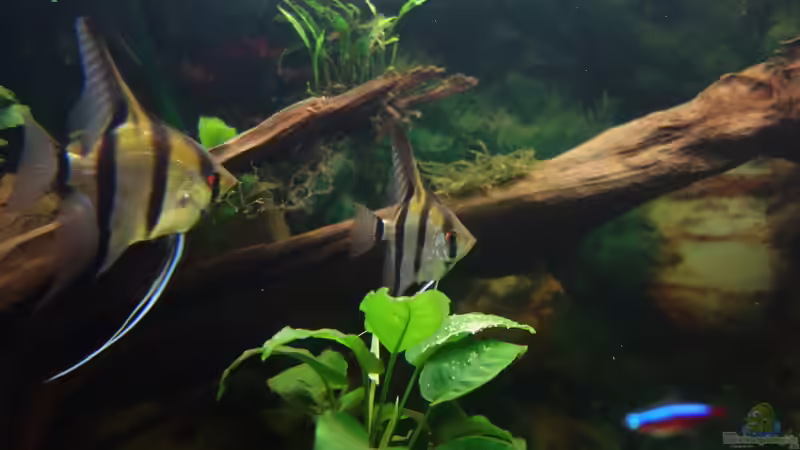 Eines der zwei Skalar Pärchen mit Gelege. Das andere Pärchen bewacht sein Gelege von Ba Bu (32)