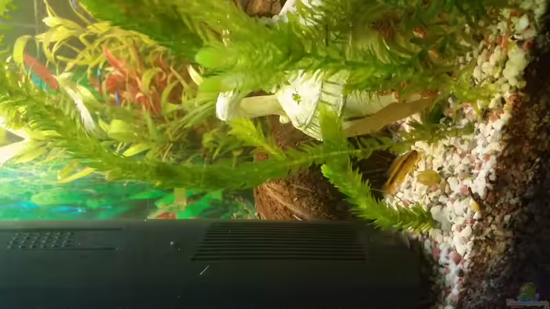 eines der zwei Weibchen von SvenDerGroße (23)