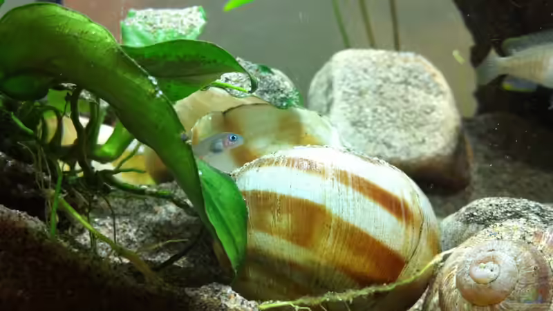 eines meiner 5 ca 4 Monate alten Babys von Exotist (28)