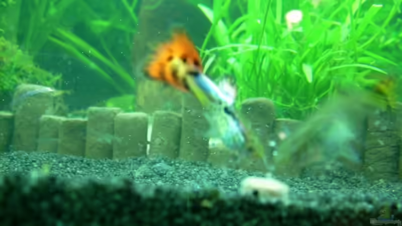 eines meiner Männchen aus meinem ersten Wurf(die sehen toll aus von Belvina (24)