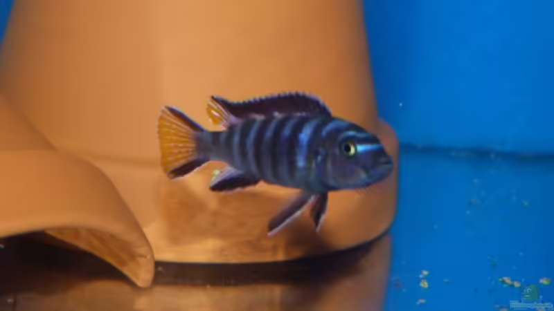 eines meiner Mpanga Weibchen nach dem entlassen ihrer Jungtiere von Carsten Peters (30)