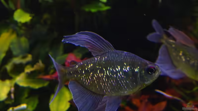 Eines meiner schönsten Brilliantsalmler von achim-cool (18)