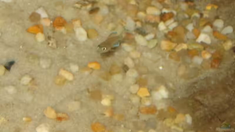 Eines von 8 N.brichardi Jungen von -serok- (10)