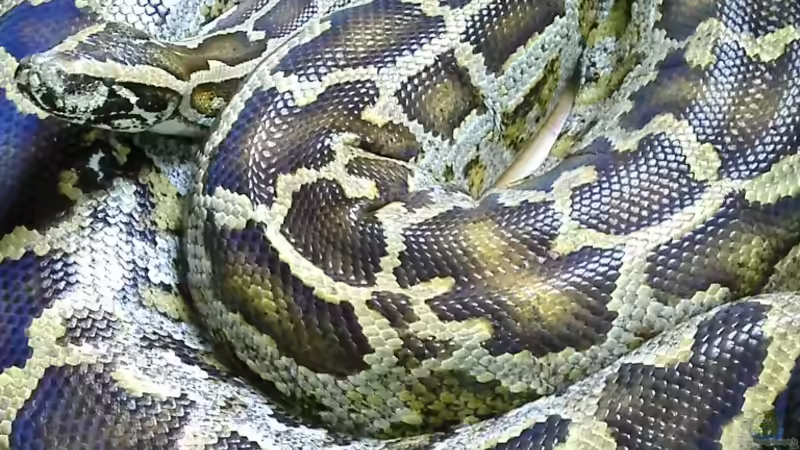 Einfach ein wunderschönes Tier! Tigerpython Gillian, die ich allerdings schon lange von Helga Kury (15)