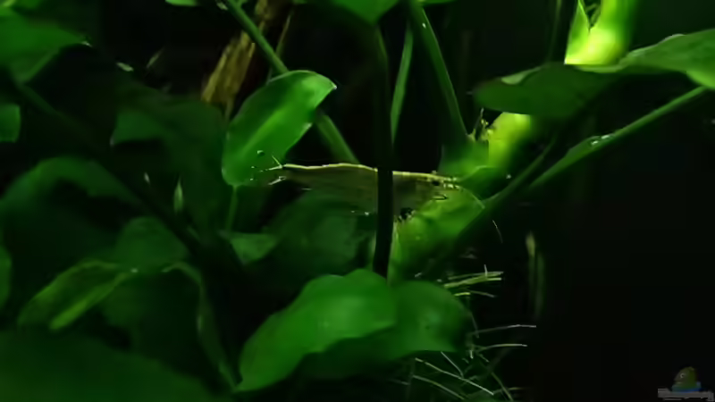 einfach nur schick von Pflanzennarr (52)