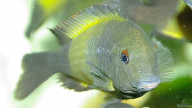 Einfach nur Schön von Ikolaner (24)