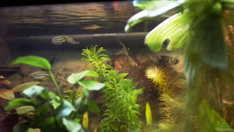 einfach rein von Flea78 (7)