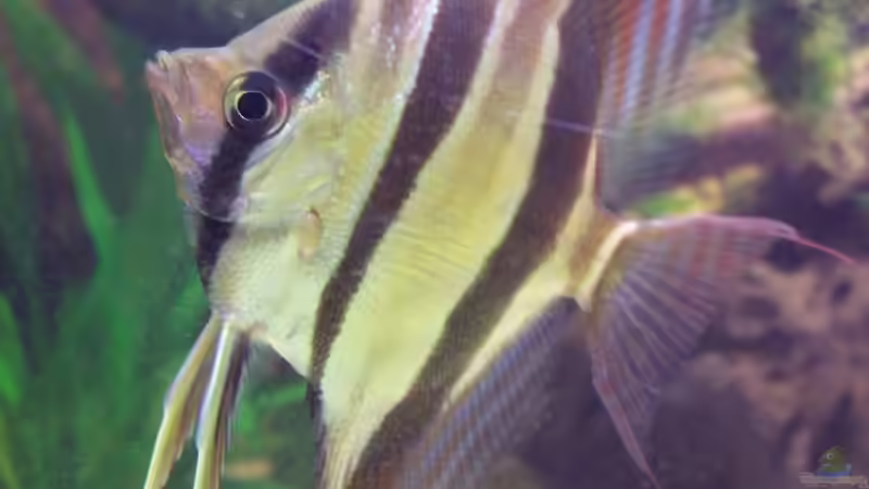 einfach schön! (29.03.08) von Richard Gärtner (30)