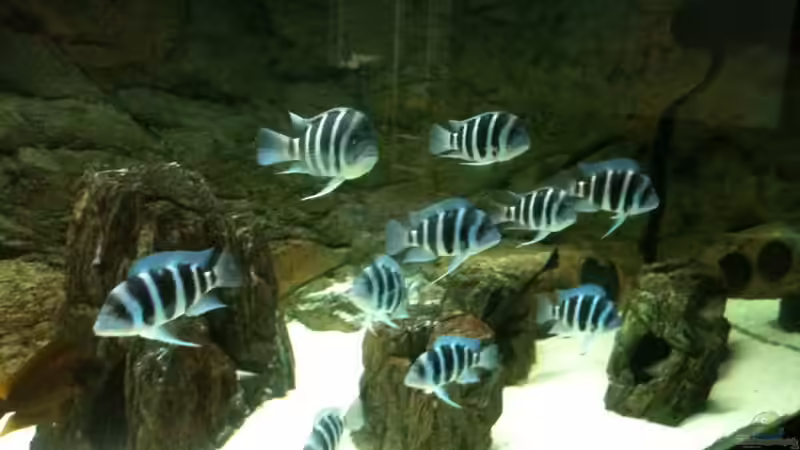 einfach schön die wacksen zu sehen von Manuel Jettki (22)