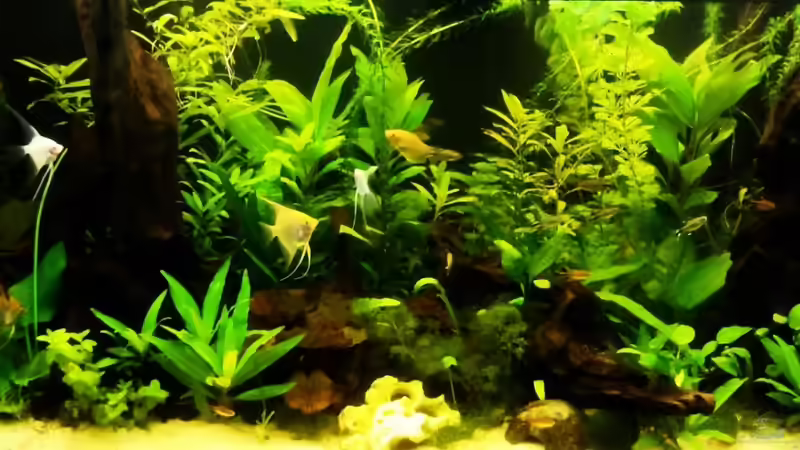 Einfach schön! von Bassley (13)