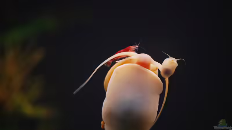 Einfach schön! von Chili (27)