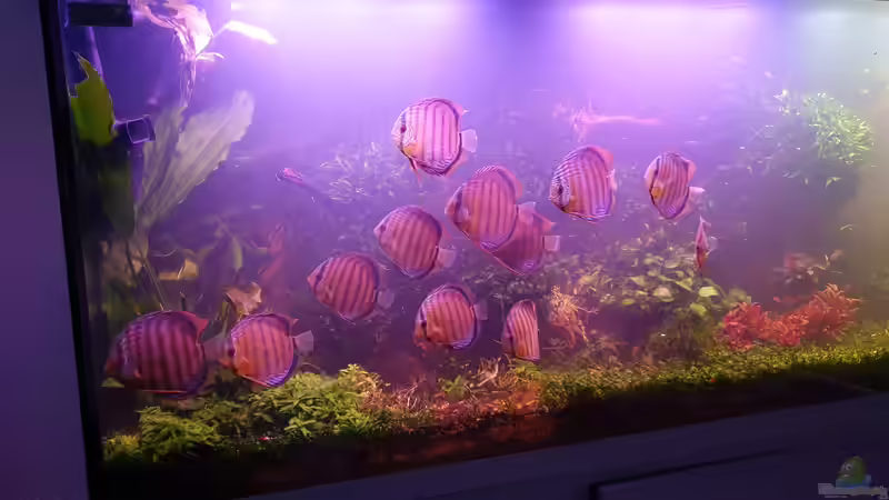 Einfach schön!!!!!!!!!!! von Christian Roger Rohrer (12)