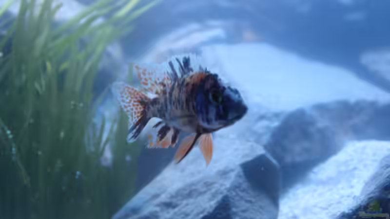 Einfach schön von Sunny73 (42)