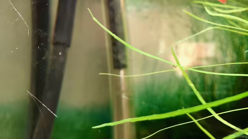 Einfache Technik - Heizstab von Jäger und Ansaugung vom JBL Filter von Helga Kury (4)