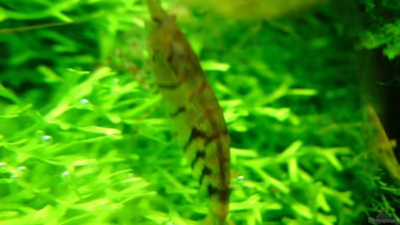 Caridina mariae im Aquarium halten (Einrichtungsbeispiele für Tigergarnelen)