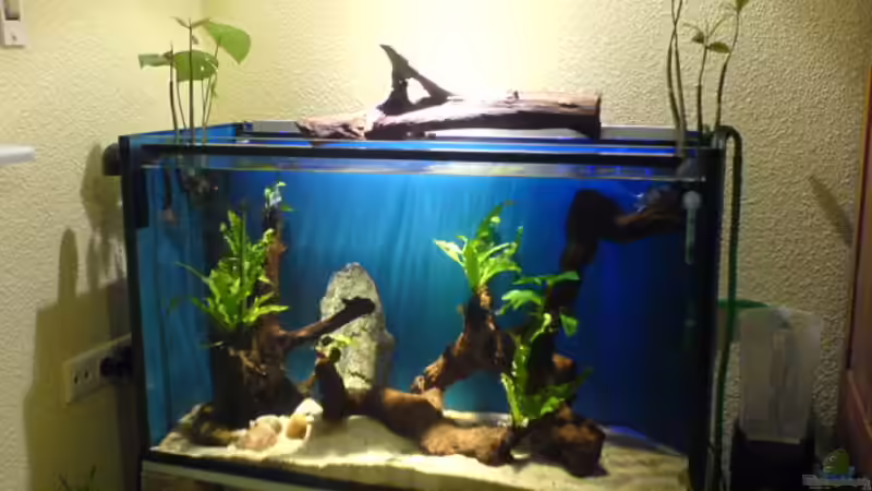 Einfahrphase: seit ca 2Wochen   Becken steht im Arbeitszimmer von Ralf Kahl (1)