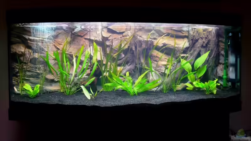 Einfahrphase des Beckens im Januar 2008 (Innenfilter noch vor der Rückwand) von Tim Burow (8)