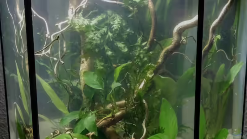 Einfahrphase von Kuller (5)