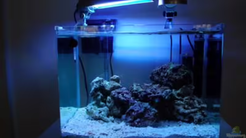 Einfahrphase von reefaddict (16)