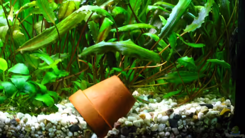 Einfamilienhaus1: Umgedrehter Blumentopf (9.1.2013) von NicoleZH (13)