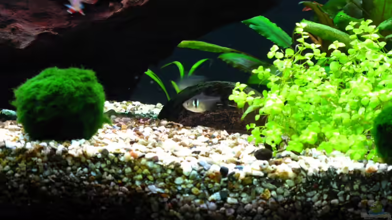 Einfamilienhaus2: Kokosnusshälfte. Ist in zwei weiteren Versionen verfügbar (9.1.2013) von NicoleZH (14)