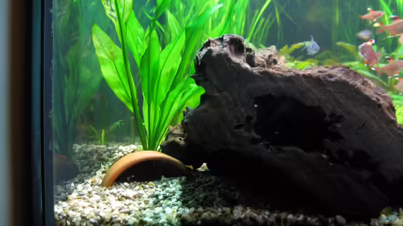 Einfamilienhaus3: Wurzelwohnung (9.1.2013) von NicoleZH (15)