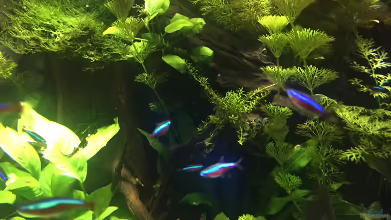 Eingang zum Rückzugsbereich, Hölzer bepflanzt von Diedelsen (13)