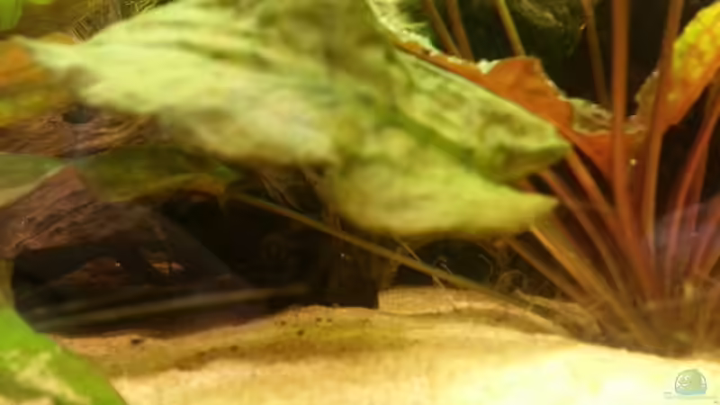 Eingang zur Schmerlenhöhle von Zohan (13)