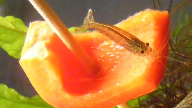 ´Eingefärbte´ Amanogarnele von Krätzchen (32)