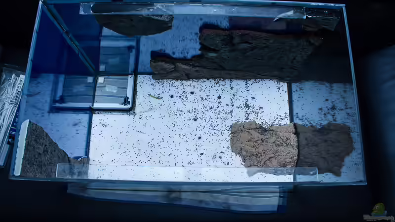 eingeklebte Dekoration von GoreSlayer (21)