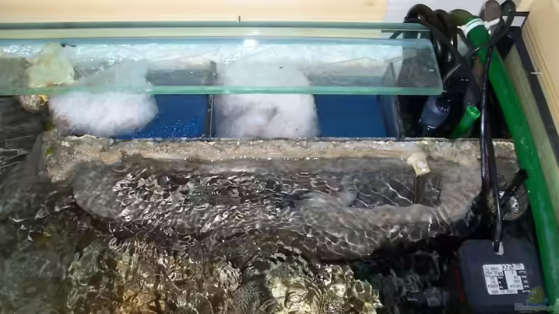 eingeklebter Innenfilter und 2252 hinter Steinaufbau von Stephan Ascher (30)