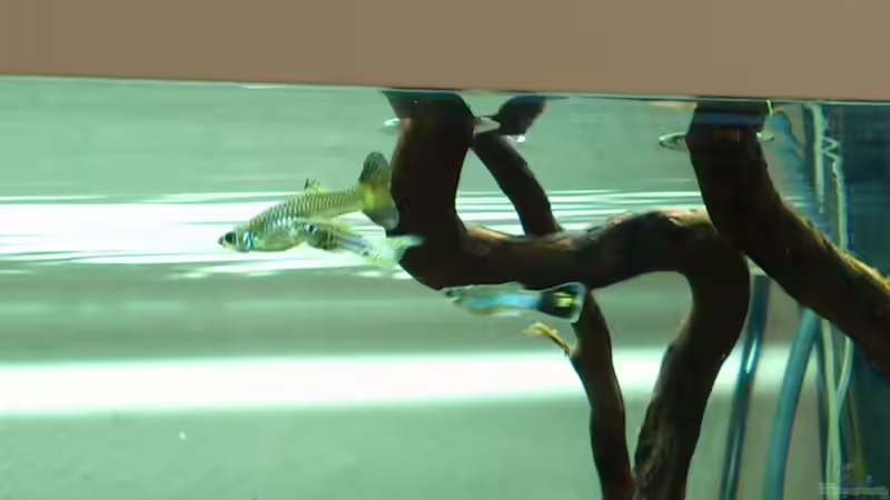 Eingendlich wollte ich die Guppymännchen fotografieren aber mit Handy ist es schwer. diese sind auch wunderschön mit metallicblauem Körper, gelber flosse diese noch schwarz gepunktet und einem metallicblauem streifen mitten durch. :) Bin wahnsinnig Stolz auf diese Farbenpracht  von <---MARCO---> (23)