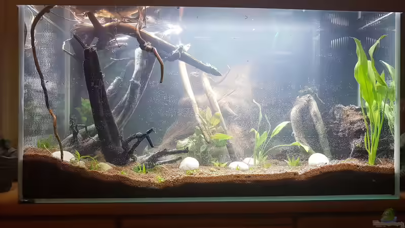 Eingepflanzt  von Kevin Engelsberger (27)