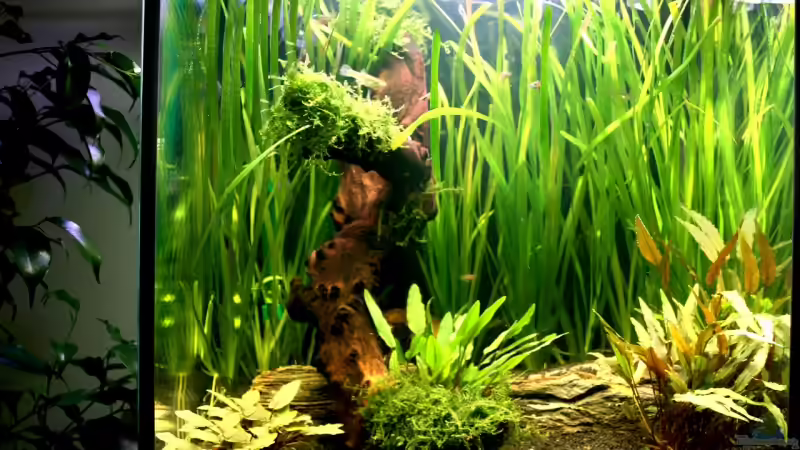 Eingerichtet am 30.August 2008 von Calexico (2)