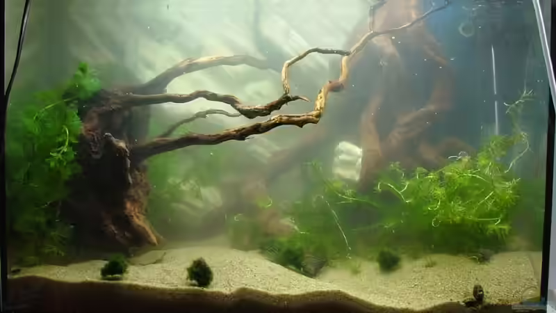 Eingerichtet und noch ganz verwuschelt... von Palo (4)