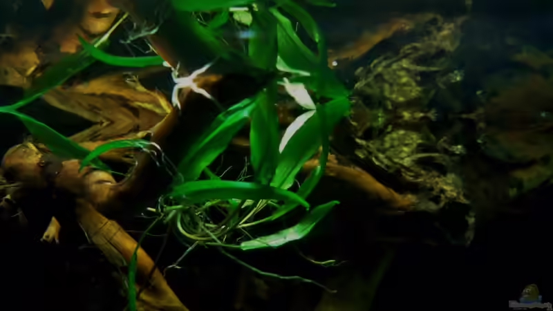 Eingeschleppte Pflanze sehr wahrscheinlich eine Cryptocoryne von PH Neutral (17)