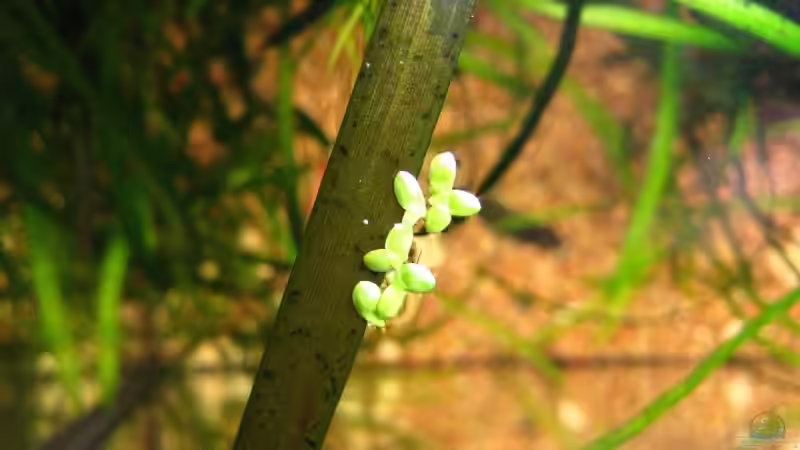 eingeschleppte Schwimmpflanze von André Martin (10)