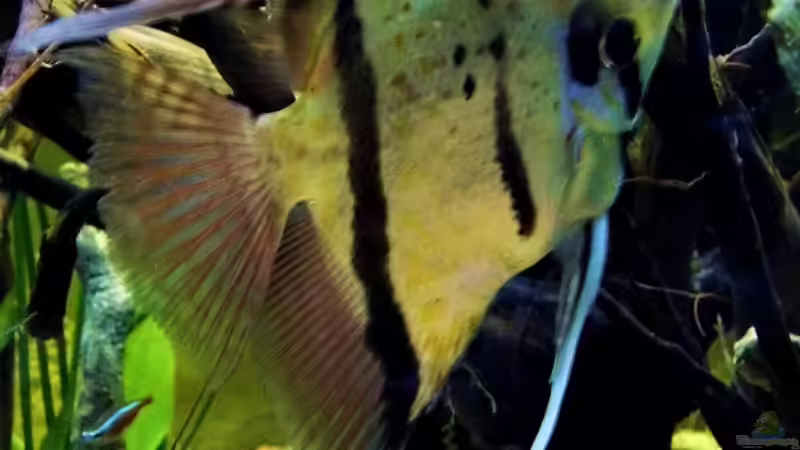 eingestellt 15.12.2012 von snooze (40)