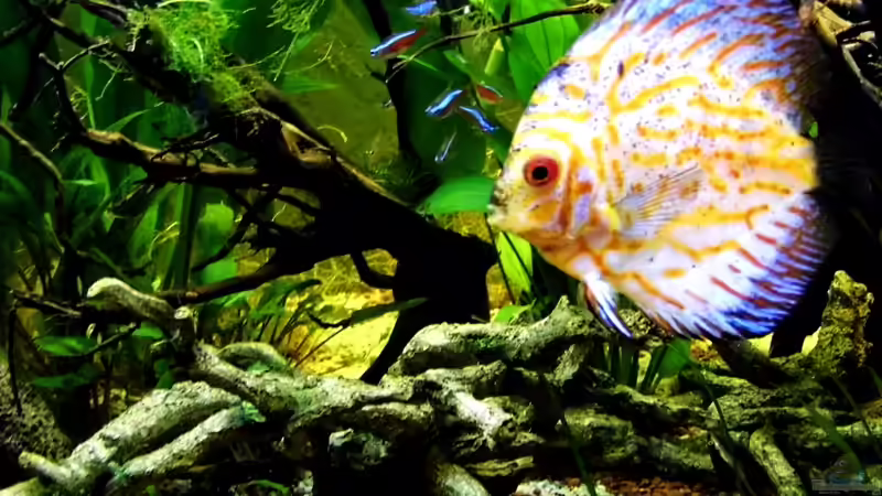 eingestellt 15.12.2012 von snooze (48)