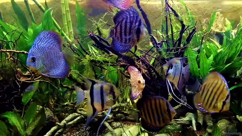 eingestellt 15.12.2012 von snooze (49)