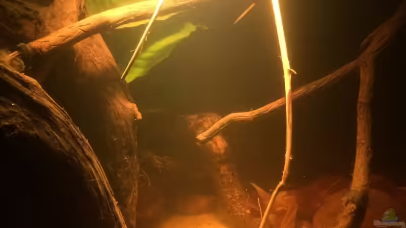 Eingetaucht....im Amazonas von Judith P. (1)